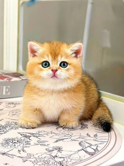 Munchkin