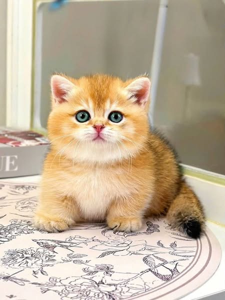 Munchkin