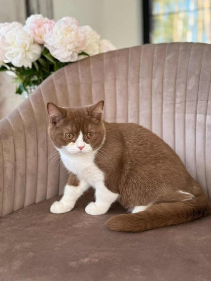 British Shorthair