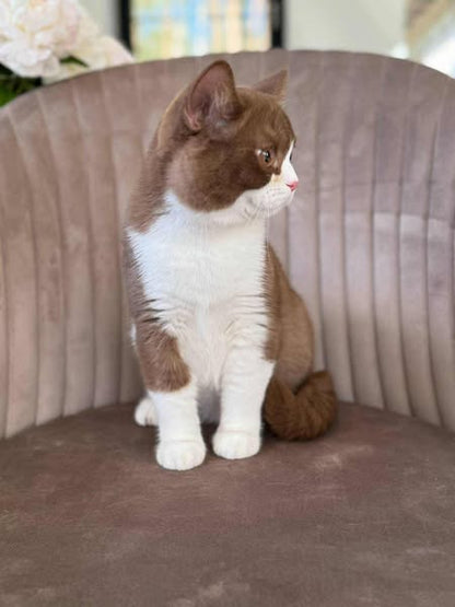 British Shorthair