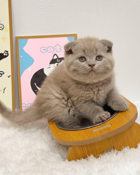 Scottish Fold