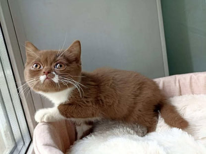 British Shorthair
