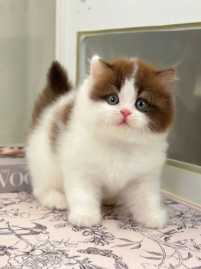 British Longhair