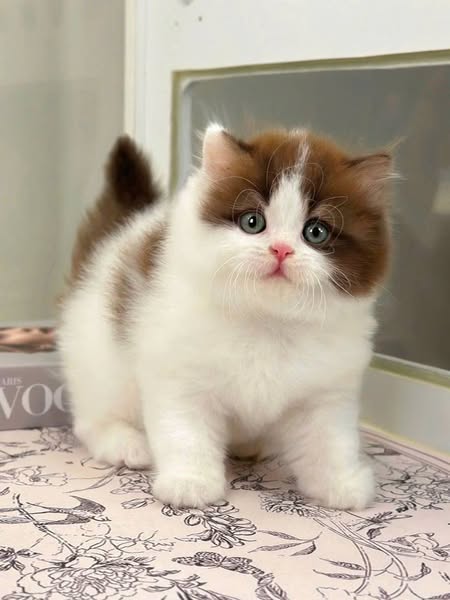 British Longhair