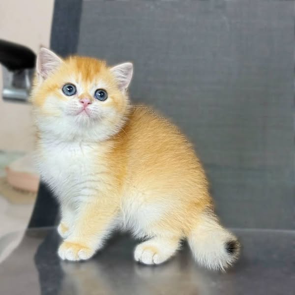 Munchkin