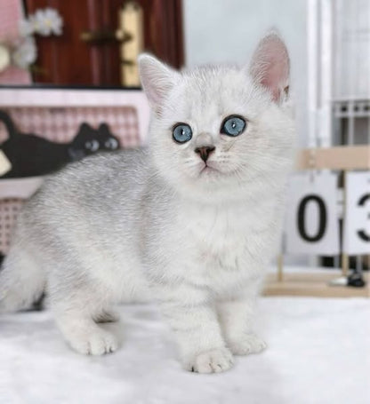 British Shorthair