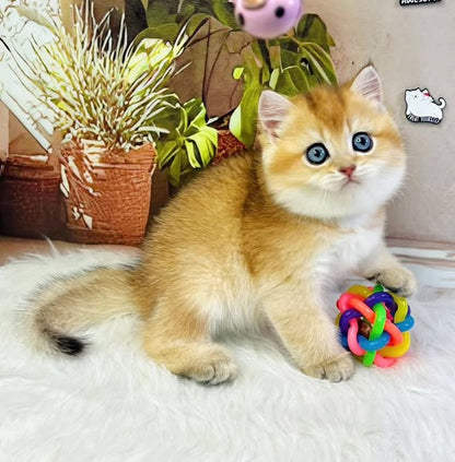 British Shorthair