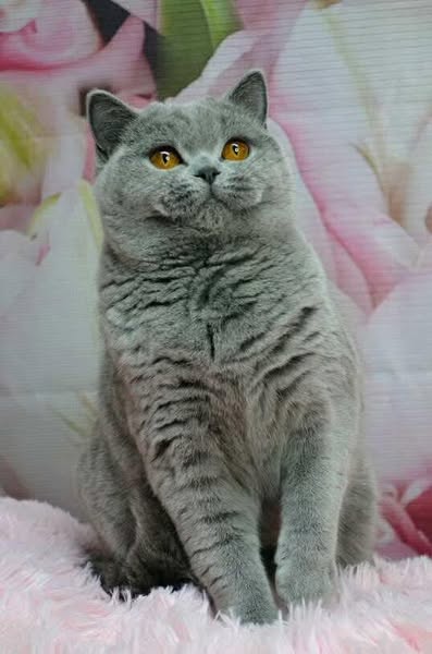 British Shorthair