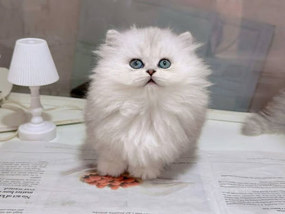 Munchkin Longhair