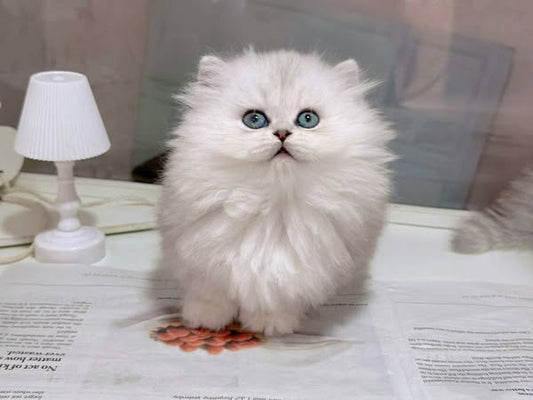 Munchkin Longhair