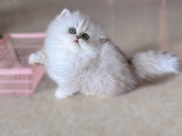 Munchkin Longhair