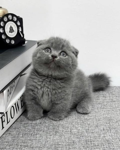 Munchkin Fold