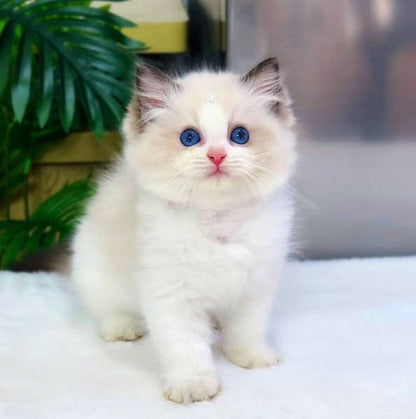 Ragdoll