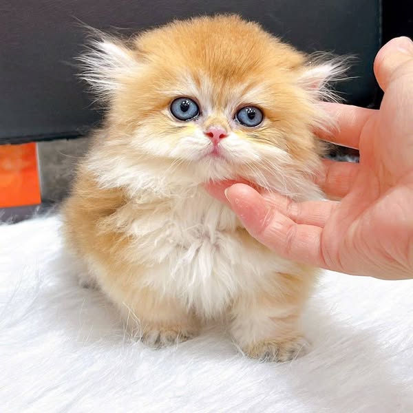 Munchkin Longhair