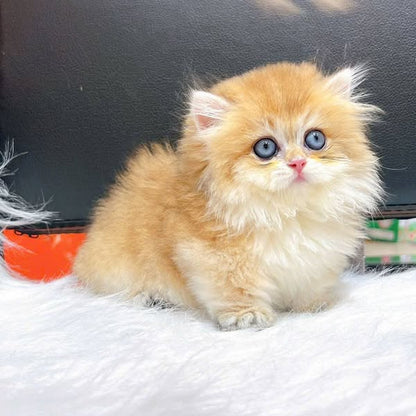 Munchkin Longhair