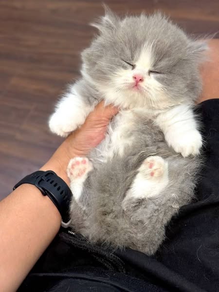 Munchkin Longhair