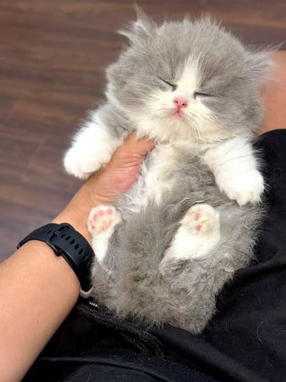 Munchkin Longhair