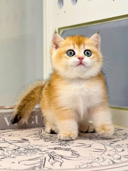 British Shorthair