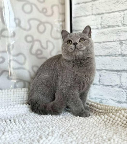 British Shorthair