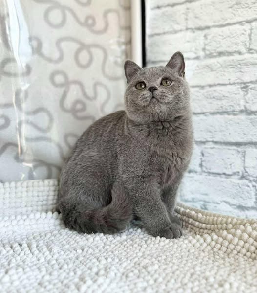 British Shorthair