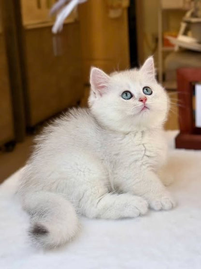British Shorthair