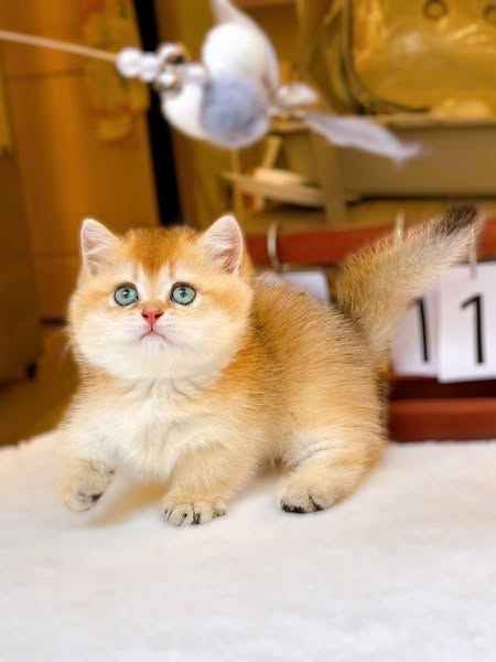 Munchkin