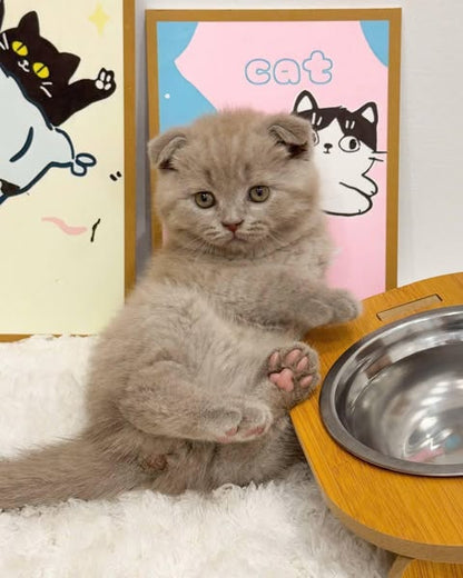 Scottish Fold