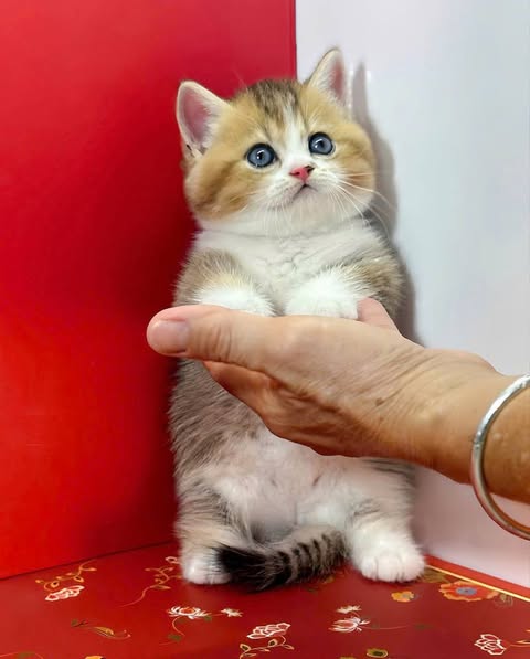 Munchkin
