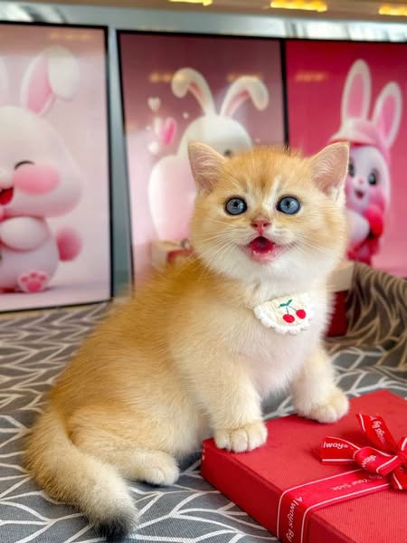 British Shorthair