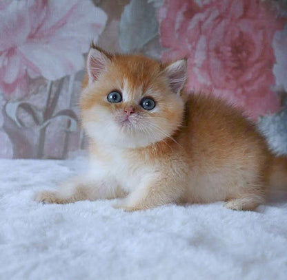 British Shorthair
