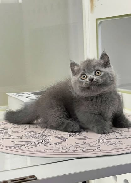 Munchkin