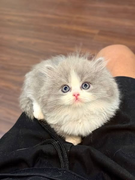 Munchkin Longhair