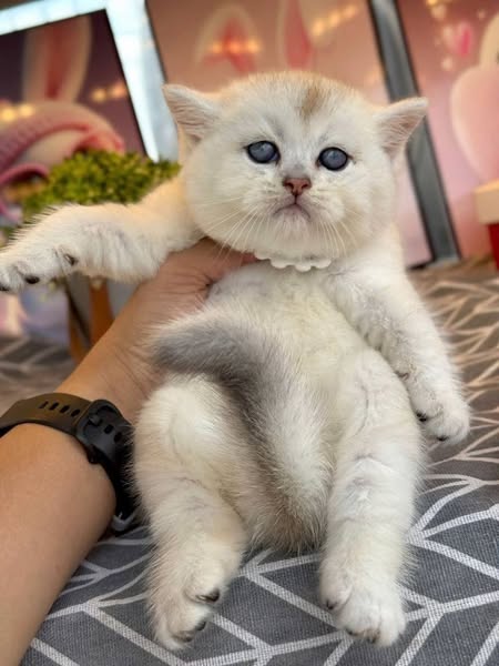 British Shorthair