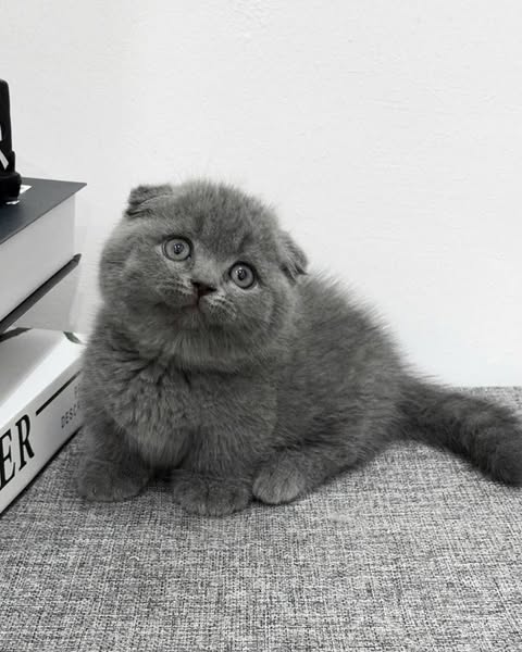 Munchkin Fold