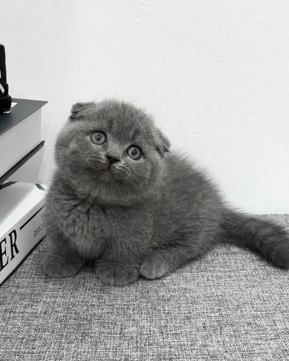 Munchkin Fold