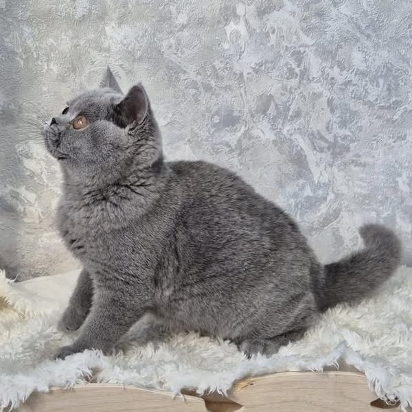 British Shorthair