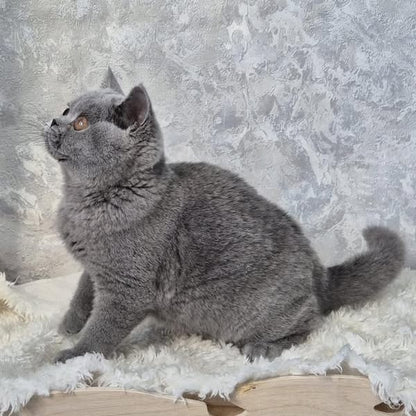 British Shorthair