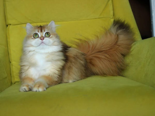 British Longhair