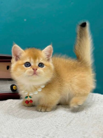 Munchkin
