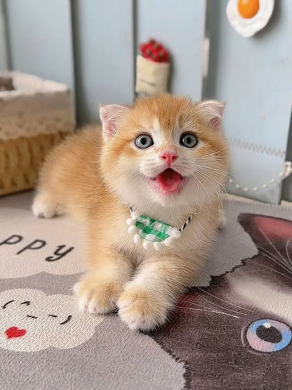 Scottish Fold