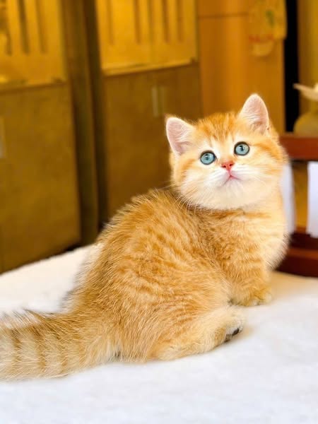 Munchkin