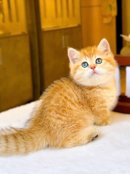 Munchkin