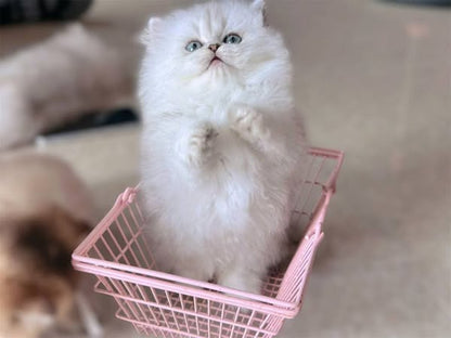 Munchkin Longhair