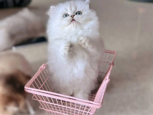 Munchkin Longhair