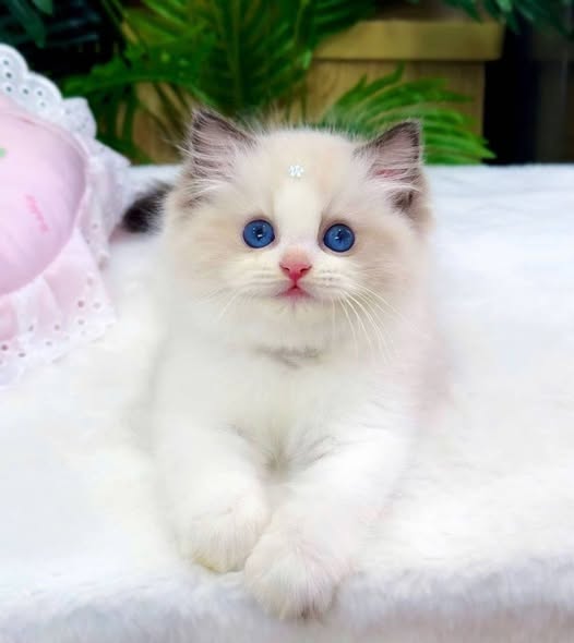 Ragdoll