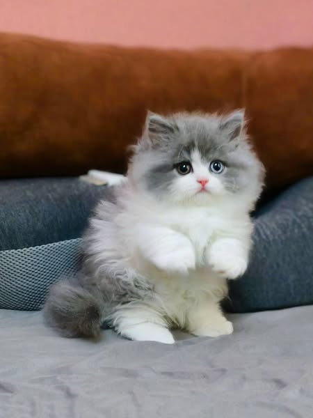 Munchkin Longhair