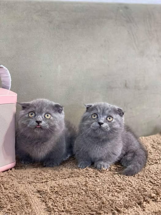 Munchkin Fold
