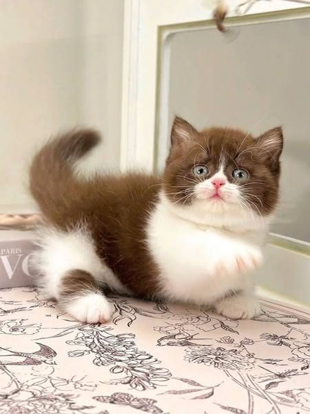 Munchkin