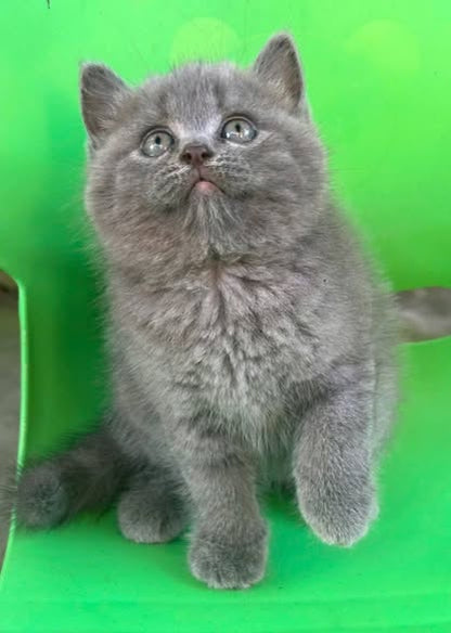 British Shorthair