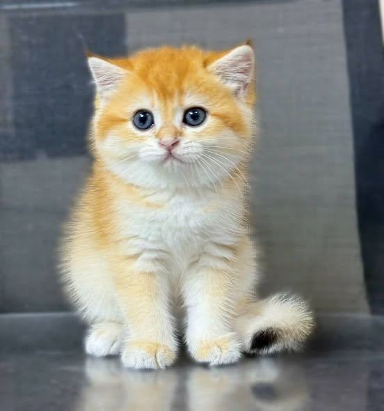 Munchkin